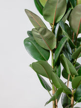 files/IndoorPlants-StudioShots13.11.2023-850-2.jpg